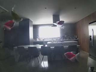 voyeurcam-casa-salsa-fishtank