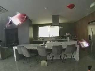 voyeurcam-casa-salsa-fishtank