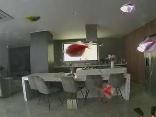voyeurcam-casa-salsa-fishtank