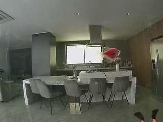 voyeurcam-casa-salsa-fishtank