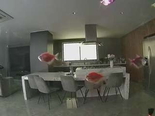 voyeurcam-casa-salsa-fishtank
