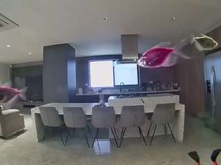 voyeurcam-casa-salsa-fishtank