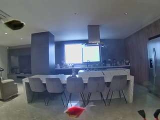 voyeurcam-casa-salsa-fishtank