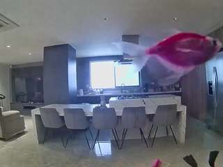 voyeurcam-casa-salsa-fishtank