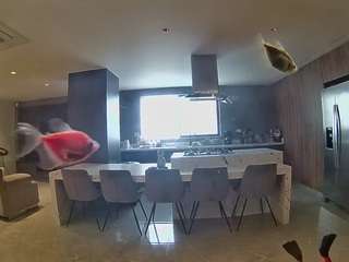 voyeurcam-casa-salsa-fishtank