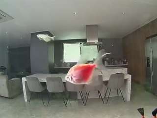 voyeurcam-casa-salsa-fishtank