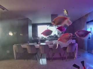 voyeurcam-casa-salsa-fishtank