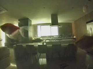 voyeurcam-casa-salsa-fishtank