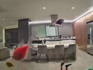 voyeurcam-casa-salsa-fishtank