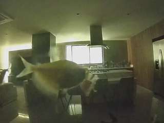 voyeurcam-casa-salsa-fishtank