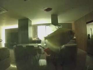 voyeurcam-casa-salsa-fishtank