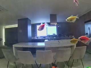 voyeurcam-casa-salsa-fishtank