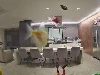 voyeurcam-casa-salsa-fishtank