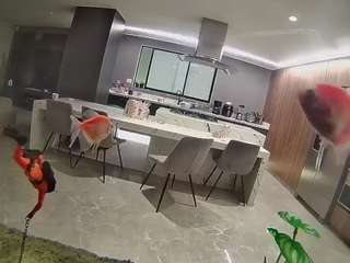 voyeurcam casa salsa fishtank