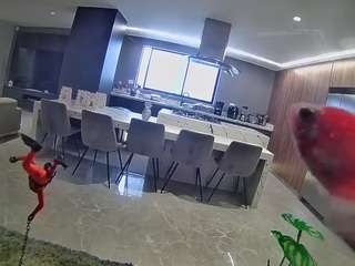 voyeurcam-casa-salsa-fishtank