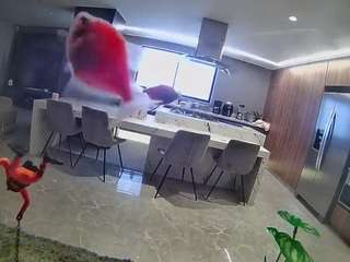 voyeurcam-casa-salsa-fishtank