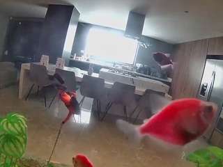 voyeurcam-casa-salsa-fishtank Live Webcam on CamSoda