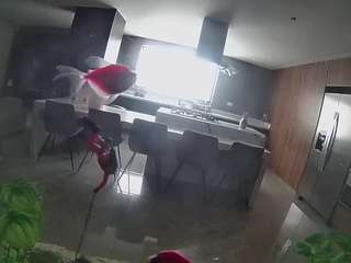 voyeurcam casa salsa fishtank