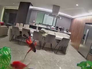 voyeurcam-casa-salsa-fishtank
