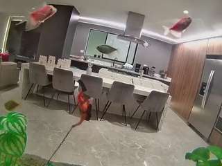 voyeurcam-casa-salsa-fishtank