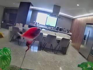 voyeurcam-casa-salsa-fishtank Live Webcam on CamSoda