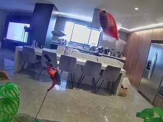 voyeurcam-casa-salsa-fishtank