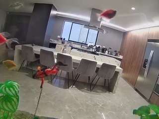 voyeurcam-casa-salsa-fishtank