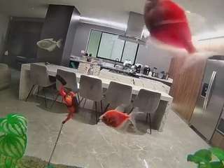 voyeurcam-casa-salsa-fishtank