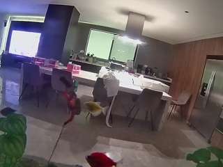 voyeurcam-casa-salsa-fishtank