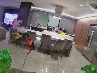 voyeurcam-casa-salsa-fishtank