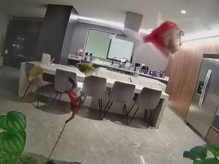 voyeurcam-casa-salsa-fishtank
