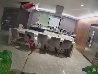 voyeurcam-casa-salsa-fishtank
