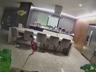 voyeurcam-casa-salsa-fishtank