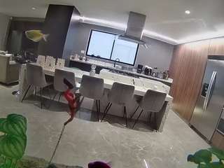 voyeurcam-casa-salsa-fishtank