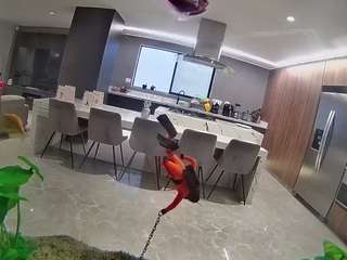 voyeurcam-casa-salsa-fishtank