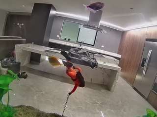 voyeurcam-casa-salsa-fishtank