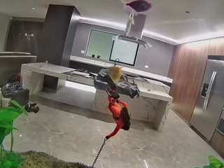 voyeurcam-casa-salsa-fishtank