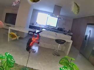 voyeurcam-casa-salsa-fishtank