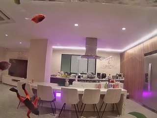 voyeurcam casa salsa fishtank