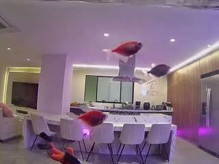 voyeurcam-casa-salsa-fishtank