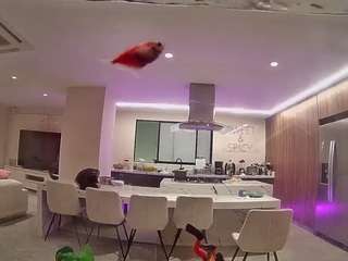 voyeurcam-casa-salsa-fishtank webcam