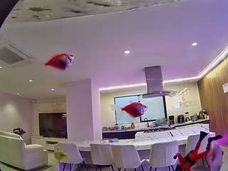 voyeurcam casa salsa fishtank