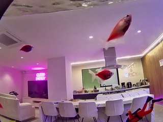 voyeurcam-casa-salsa-fishtank