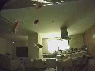 voyeurcam-casa-salsa-fishtank