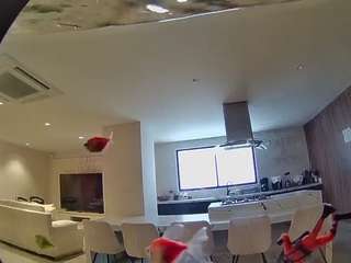 voyeurcam casa salsa fishtank