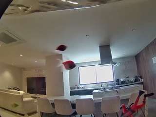 voyeurcam-casa-salsa-fishtank