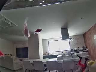 voyeurcam-casa-salsa-fishtank