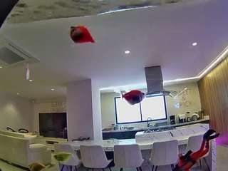 voyeurcam-casa-salsa-fishtank