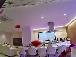 voyeurcam casa salsa fishtank