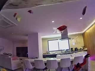 voyeurcam casa salsa fishtank
